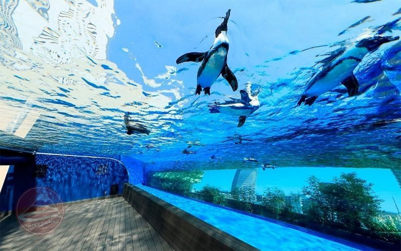 Những loài sinh vật biển độc đáo tại thủy cung Tokyo Skytree